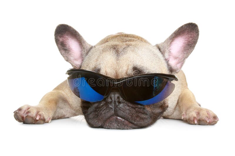 Buldogue francês nos óculos de sol fotos de stock royalty free Buldogue francês nos óculos de sol fotos de stock royalty free