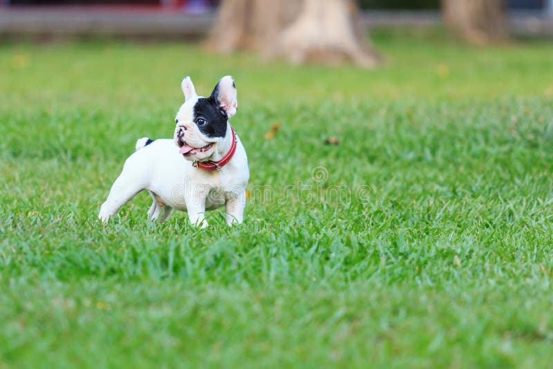 Buldogue francês novo imagem de stock royalty free Buldogue francês novo imagem de stock royalty free