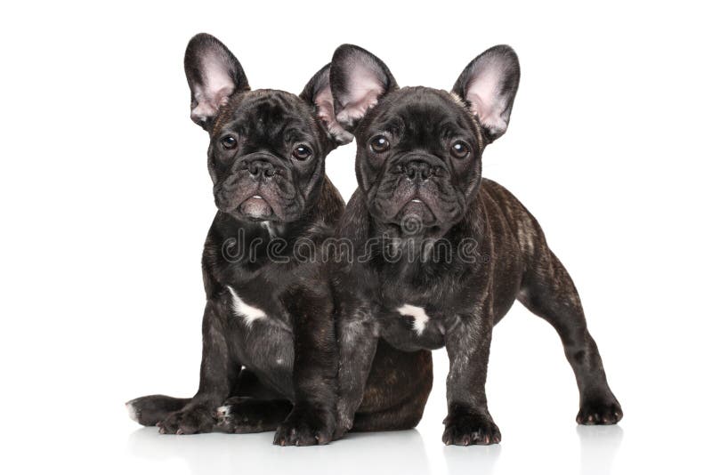 Buldogue francês novo no fundo branco imagens de stock royalty free Buldogue francês novo no fundo branco imagens de stock royalty free