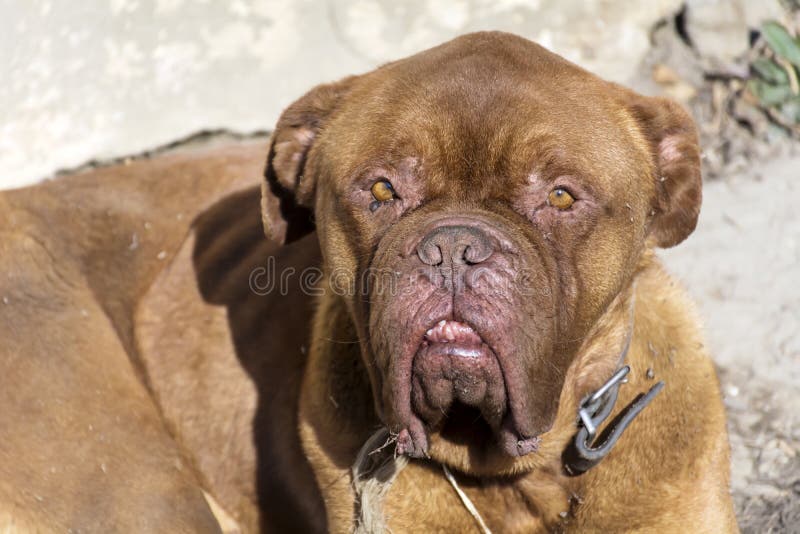 Pastor Inglês Mixed Breed Dog Imagem de Stock - Imagem de inglês, marrom:  49219649