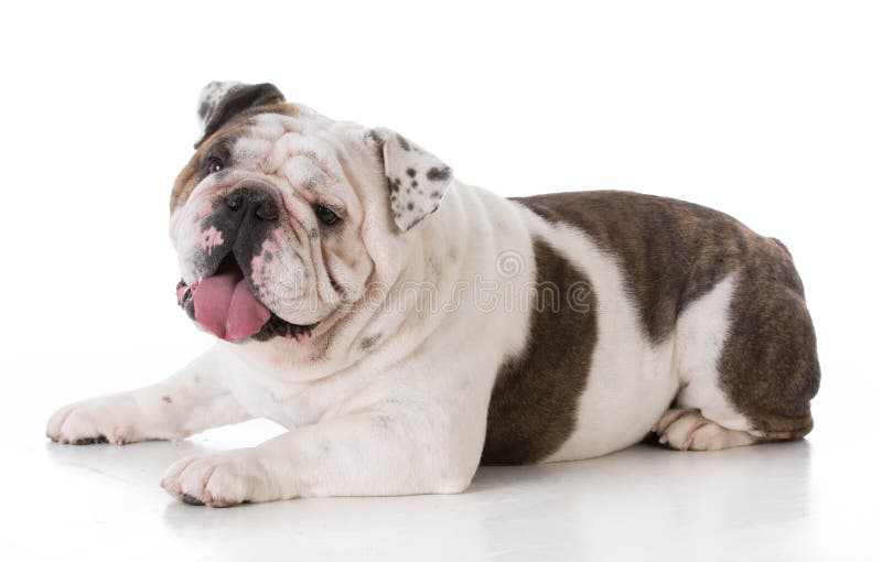 buldogue masculino que estabelece imagens de stock buldogue masculino que estabelece imagens de stock