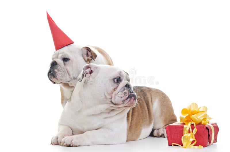 Buldogues ingleses imagens de stock Buldogues ingleses imagens de stock