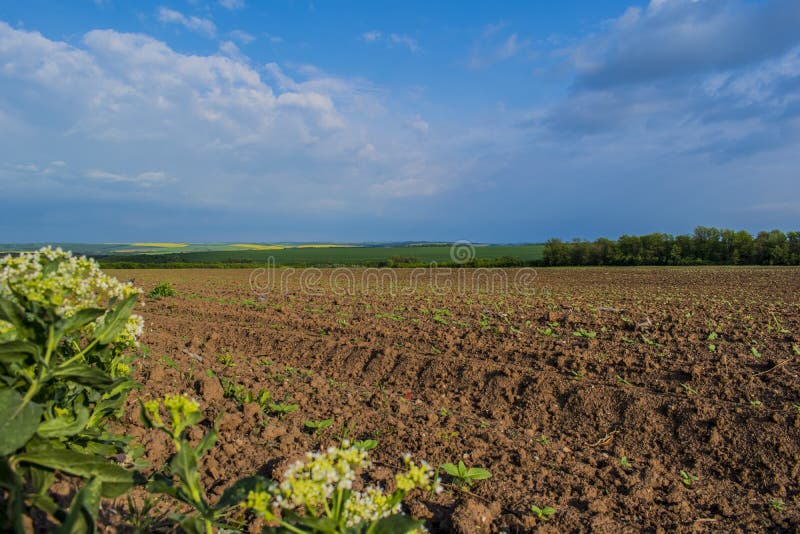 Bulgarian fields