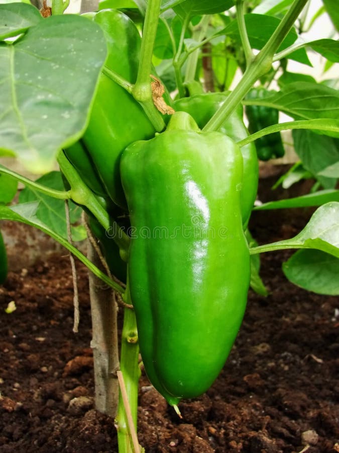 Sprout of the green pepper growing in a kitchen garden. Bulgarian pepper paprika. Green hot habanero chilli pepper