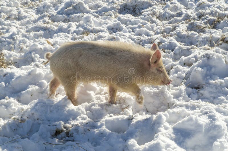 Bulgarisk lokal svinavel Östligt Balkan litet svin