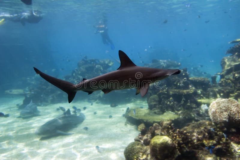 Bulgeye stock photos