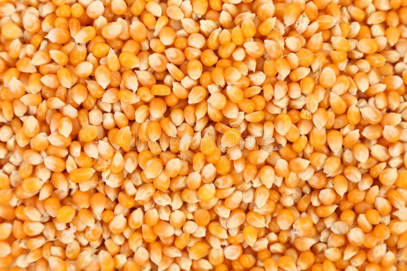 Bulk of Corn Grains. Close Up Stock Photo Image of agriculture, seeds