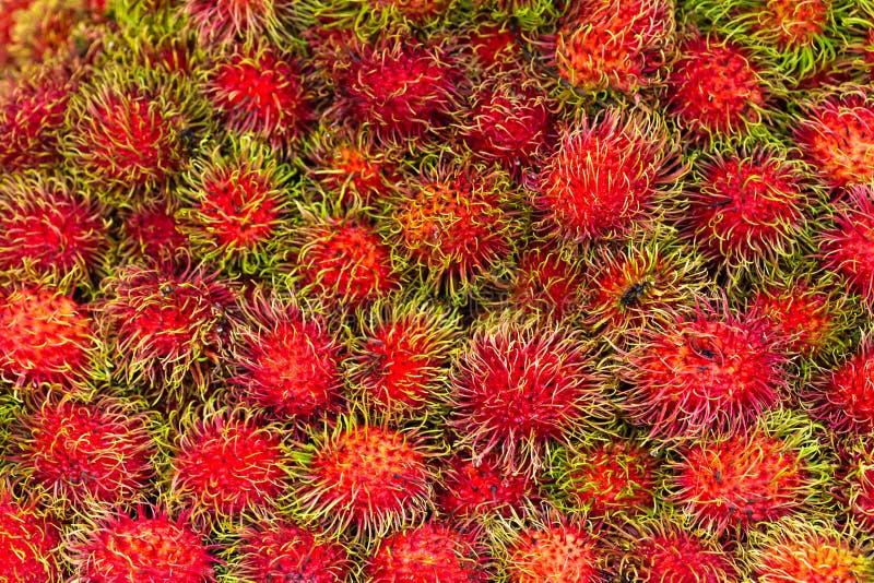 Mamoncillo A Fruit Very Popular In Cuba Stock Photo Image of bunch