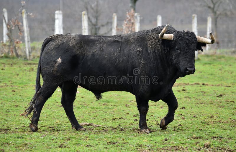 raising bull raising bull