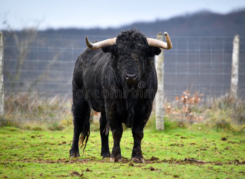 raising bull raising bull