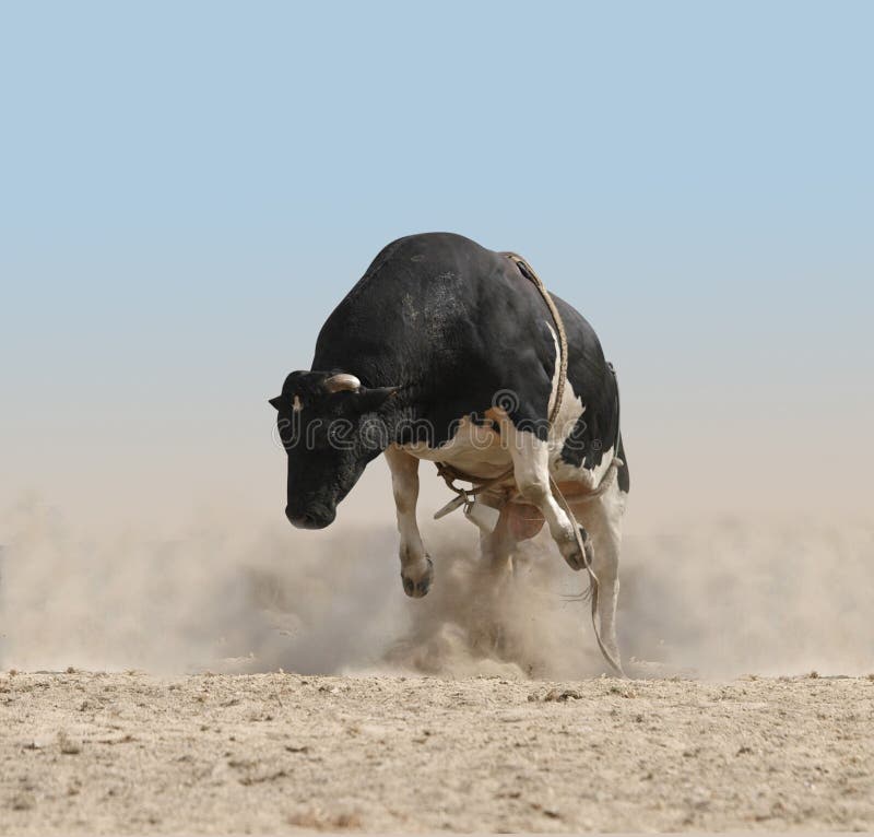 Bull Bucking fotografie stock libere da diritti Bull Bucking fotografie stock libere da diritti