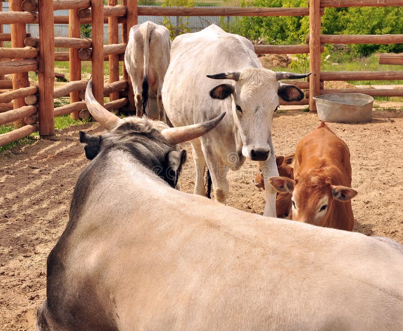 Bull, calf and cows stock photo. Image of farming, farm 72648924