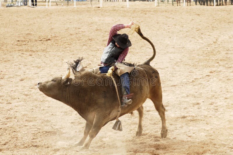 Bull che guida azione fotografia stock Bull che guida azione fotografia stock