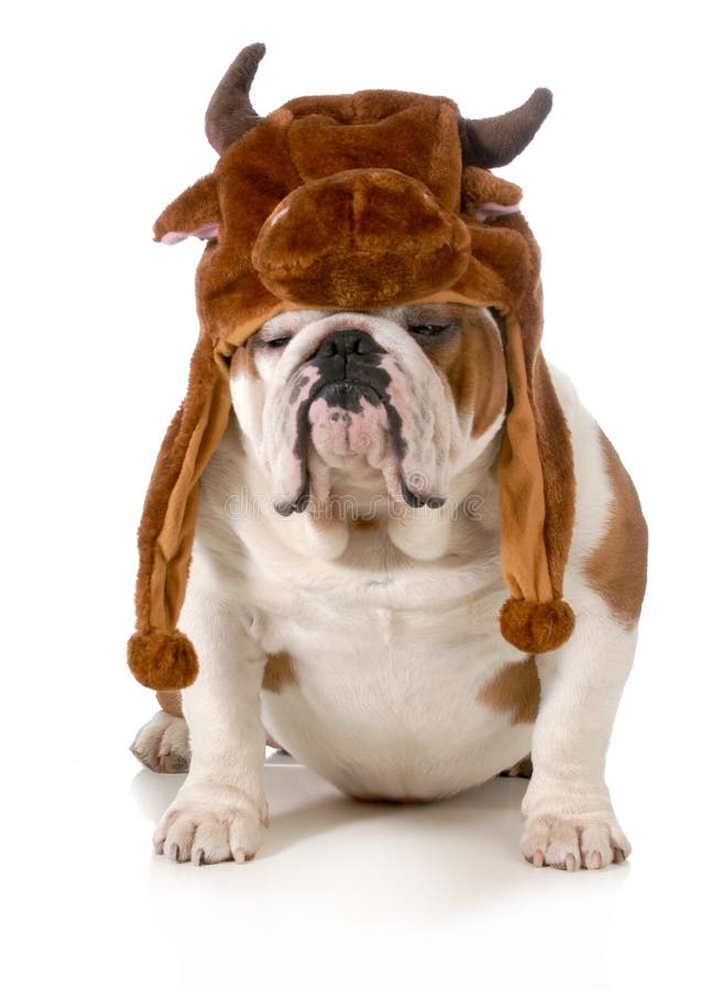 Gorra watchcap inglesa Bulldog English Bulldog de alta calidad Stick pit bull 