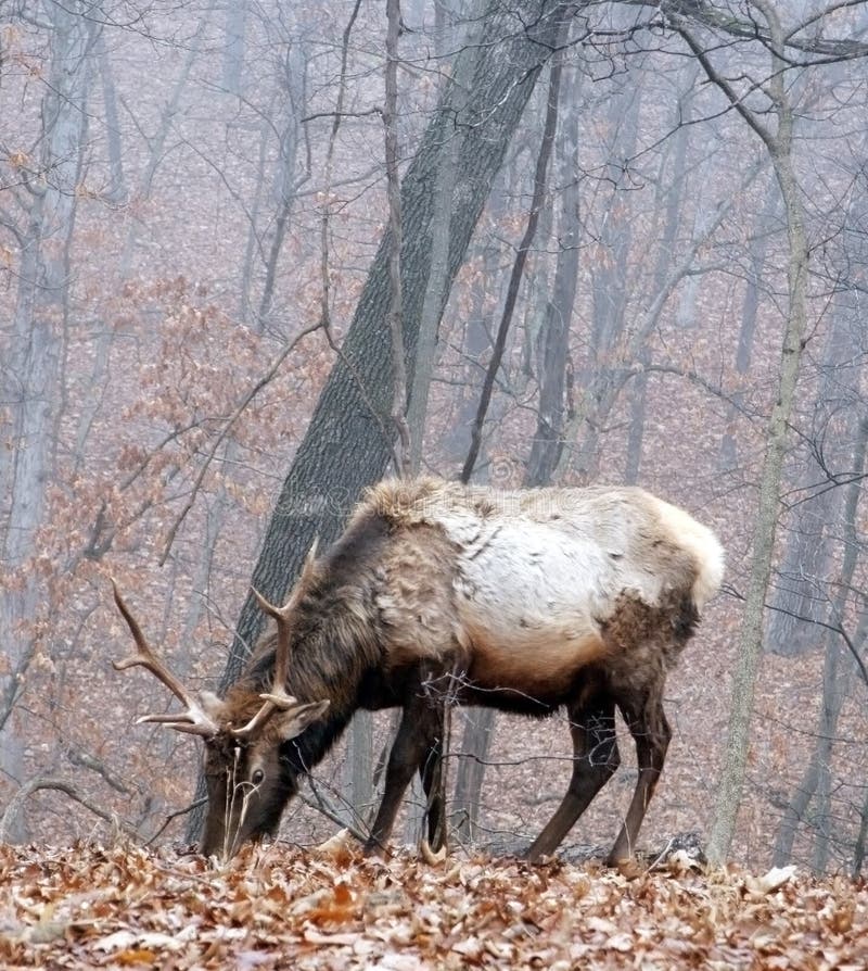 Bull elk stock image. Image of wildlife, nature, bull - 12794483