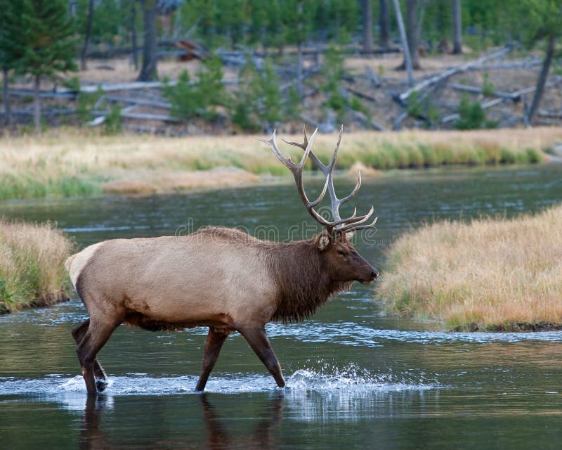 Bull Elk