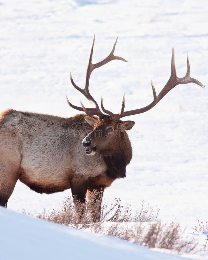 Bull Elk