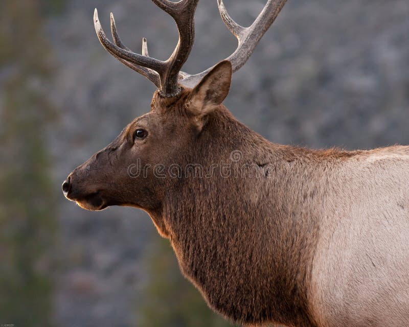 Bull Elk