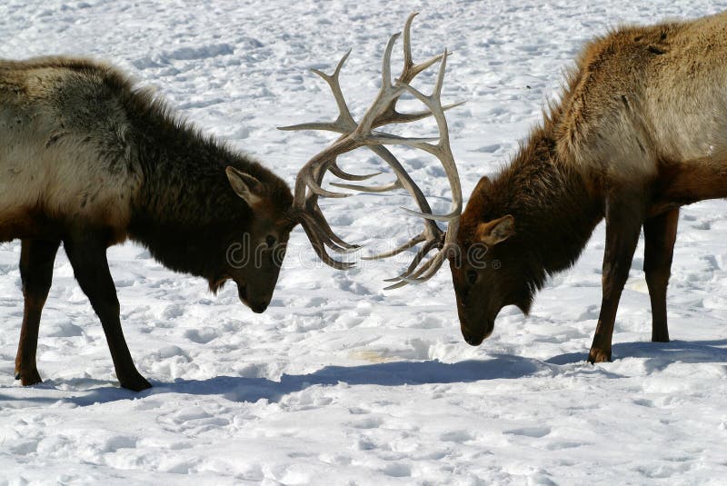Bull Elk Battle