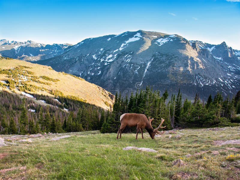 Bull elk with beautiful antlers on early summer evening. royalty free stock photography Bull elk with beautiful antlers on early summer evening. royalty free stock photography