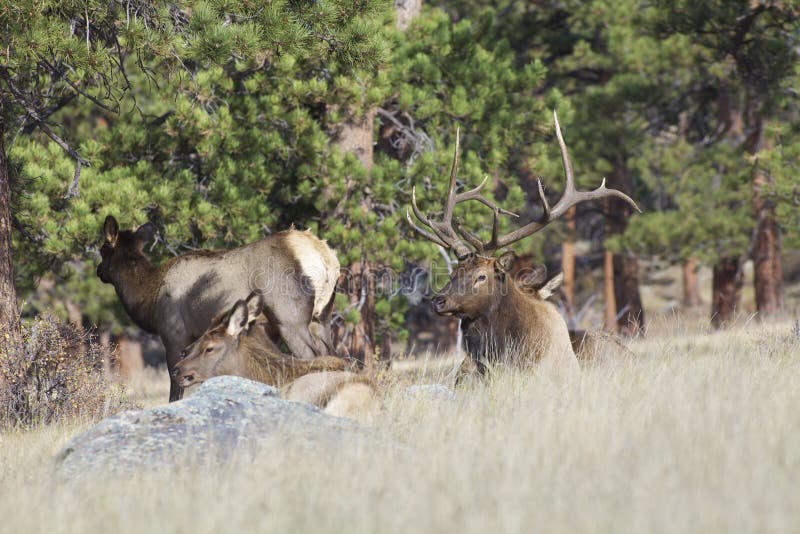 Bull Elk Bedded With Harem