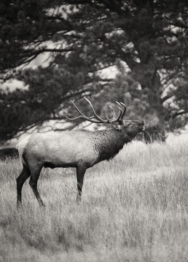 Bull elk breath. Black and white image of a bull elk, bugling on a cold morning, with his breath showing. Rocky Mountain national park, Colorado, during the stock images Bull elk breath. Black and white image of a bull elk, bugling on a cold morning, with his breath showing. Rocky Mountain national park, Colorado, during the stock images
