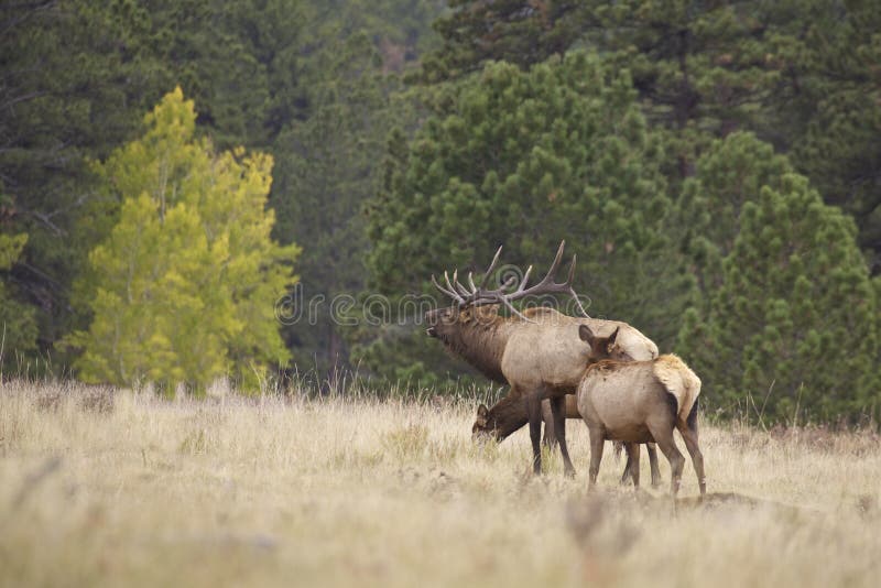 Bull Elk Bugling and Cows