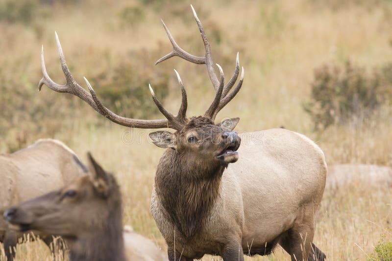 Bull elk bugling for dominance
