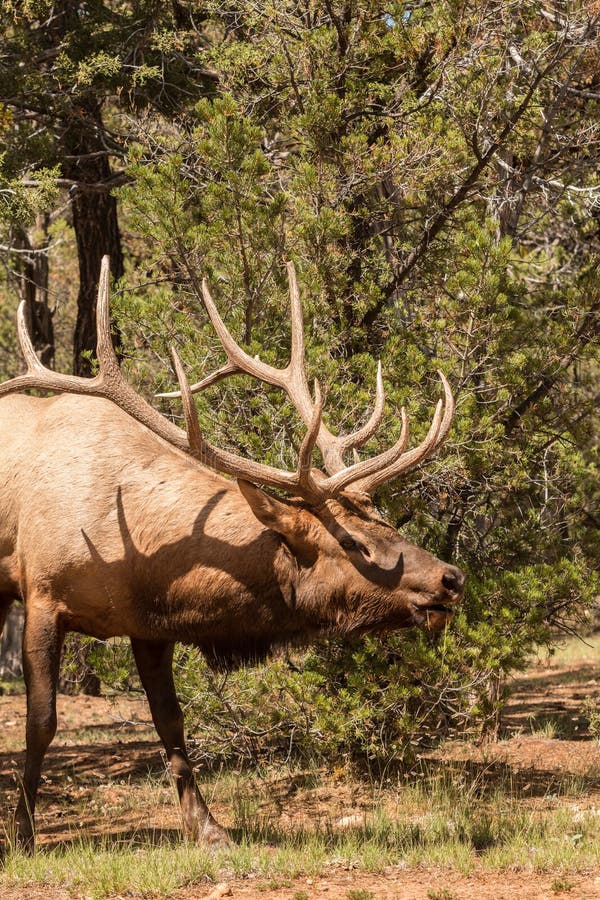 Bull Elk Bugling in the Rut Stock Image Image of bull, wild 45103141