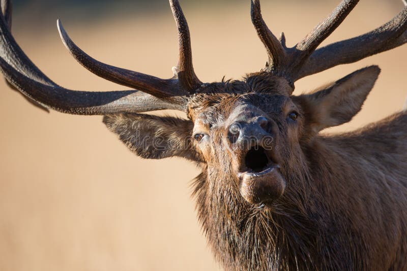Bull elk bugling up close