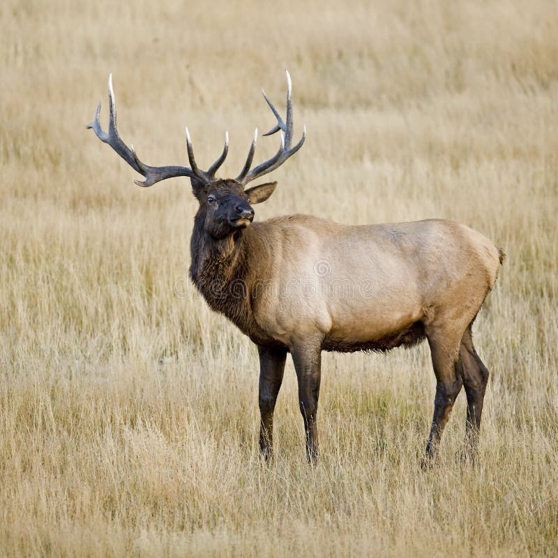 Bull elk bugling in Yellowstone