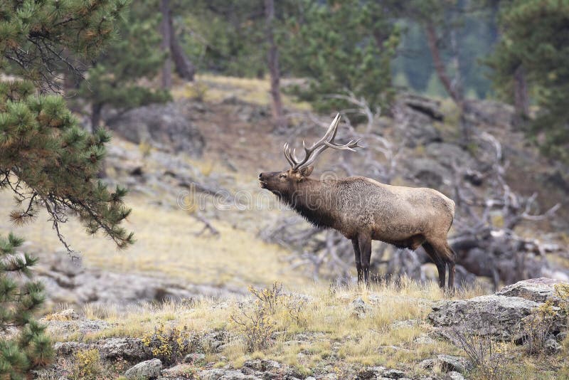 Bull Elk calling stock photo. Image of males, large, detail 45106430