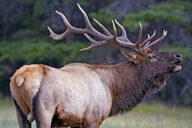 bull elk calling bull elk calling