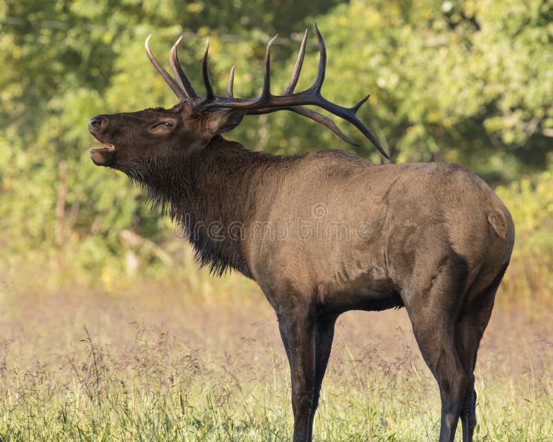 Bugling Elk stock image. Image of prey, bugling, ewes 101641627