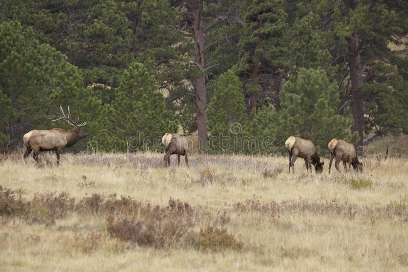 Bull Elk With Cows