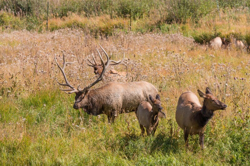 Bull Elk with Cows stock image. Image of wild, nature 27035875