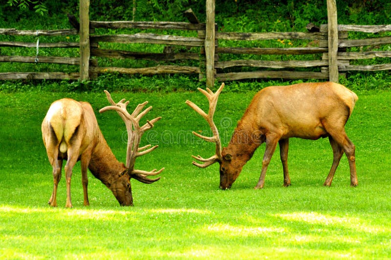 Bull elk eating on green grass