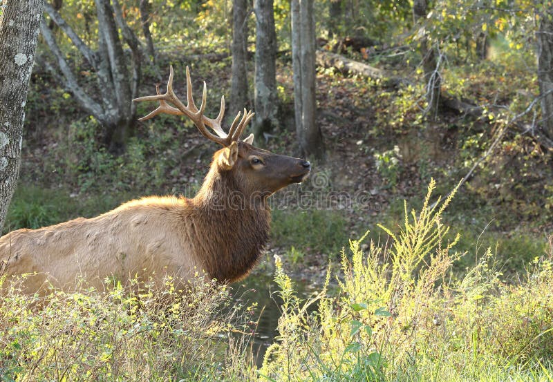 Bull elk emerging from pond