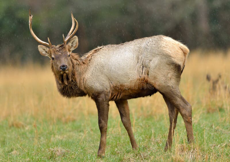 Bull Elk in field