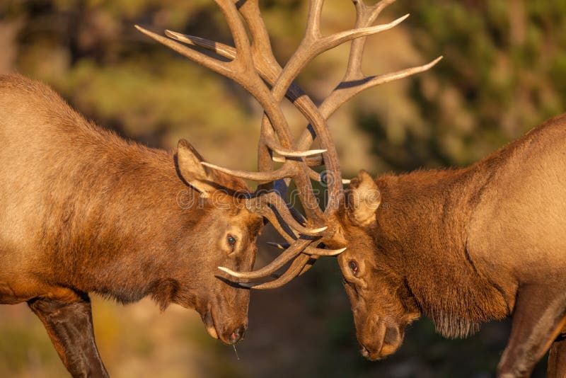 Bull Elk Fighting Close Up Stock Photo Image 48644966