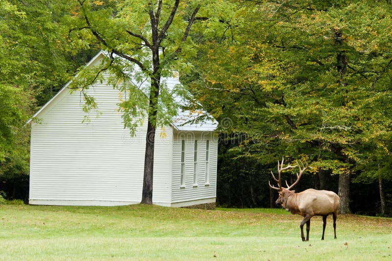 A bull elk with georgous antlers stays alert.