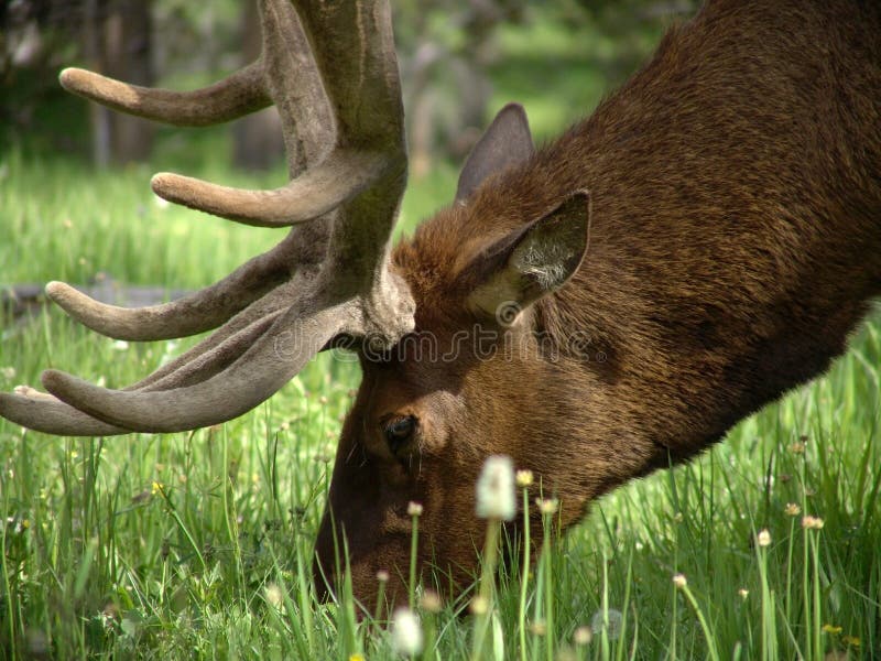 Bull elk grazing