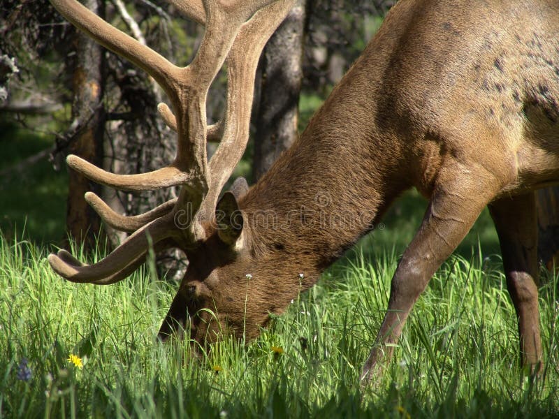 Bull elk grazing