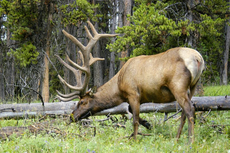 Bull Elk Grazing