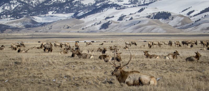 Bull elk and elk herd in national elk refuge in yellow grassland