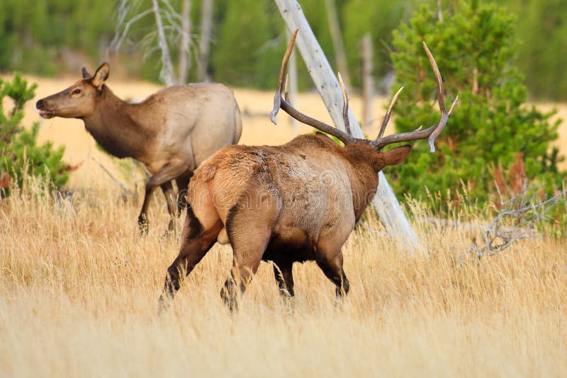 Bull Elk Herding Cow