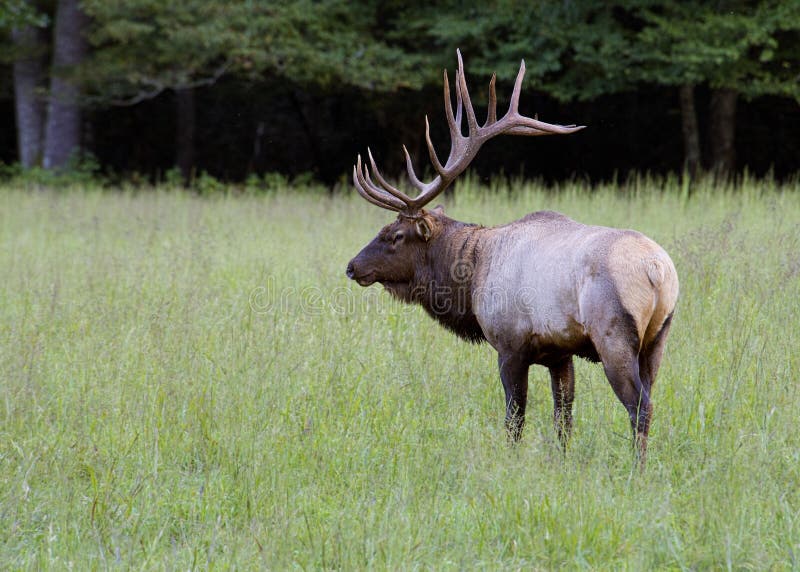Bull Elk with large antlers in a field of green grass.