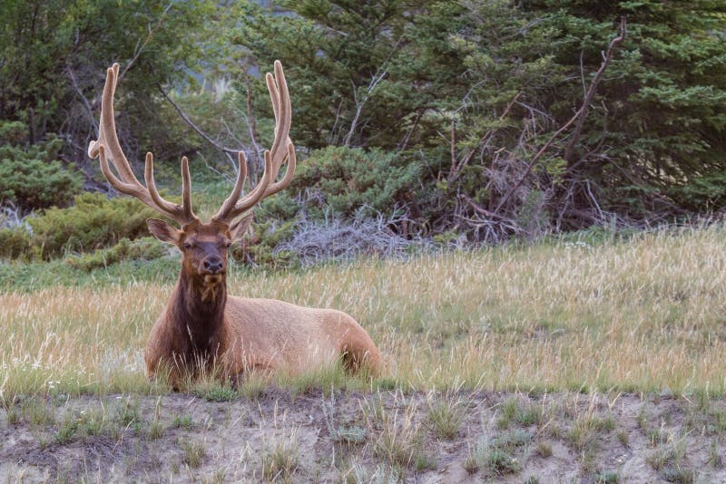 Bull elk with magnificent rack, resting amongst the wild grass in Banff national park, Alberta, Canada.