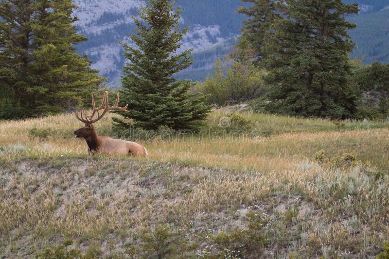 Bull elk with magnificent rack, resting amongst the wild grass in Banff national park, Alberta, Canada.