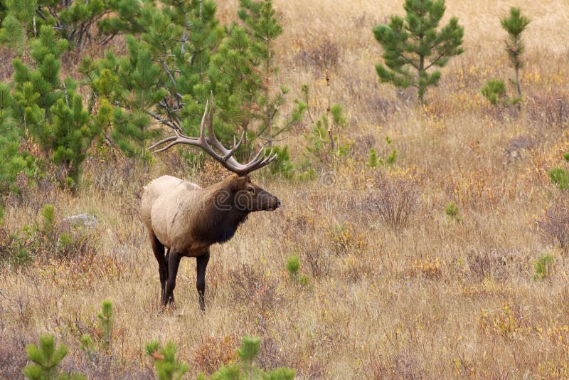Bull Elk in Meadow stock photo. Image of male, wild, bull 31937048